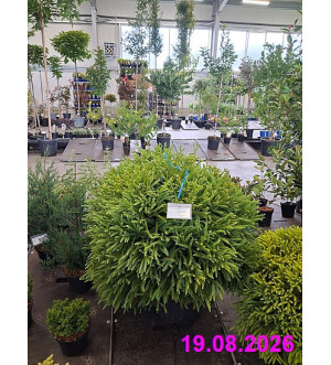 Cryptomeria jap. 'Globosa Nana' C 30 L